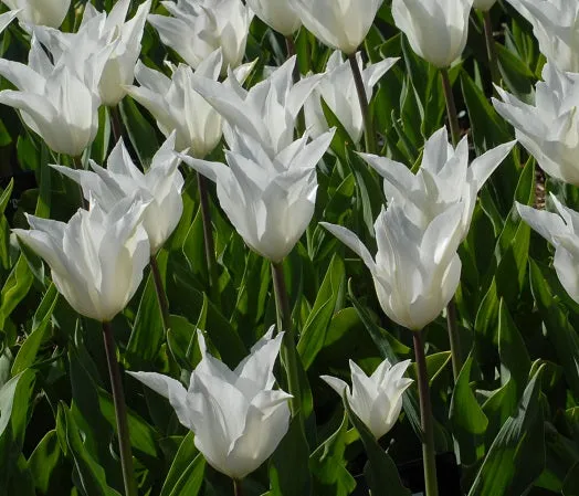 Tulip 'Tres Chic'